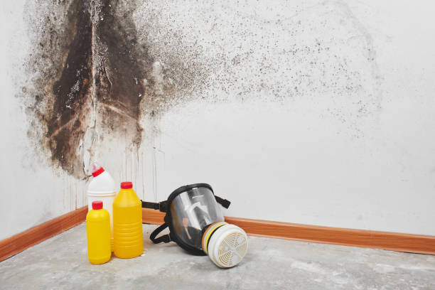 Best Localized Mold Remediation (e.g., coastal areas, humid climates) in South Congaree, SC