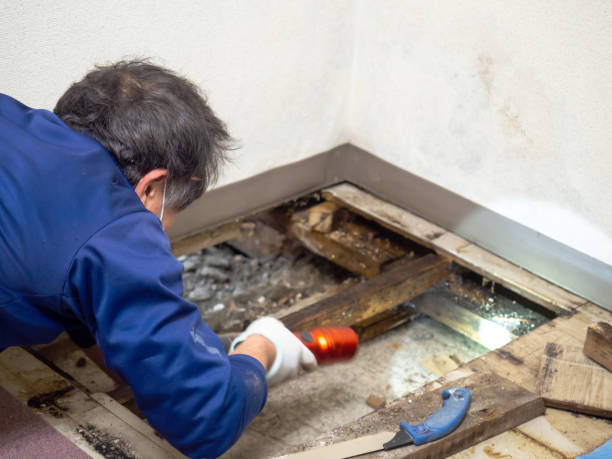 Best DIY Mold Remediation Support Services in South Congaree, SC
