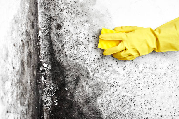 Best Insurance-Related Mold Remediation in South Congaree, SC
