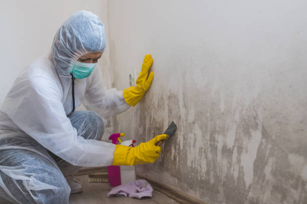 Professional Mold Remediation in South Congaree, SC