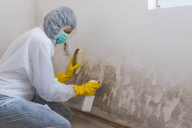 Best White Mold Remediation in South Congaree, SC