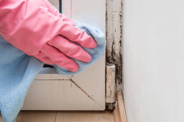 Best Mold Testing and Inspection Services in South Congaree, SC