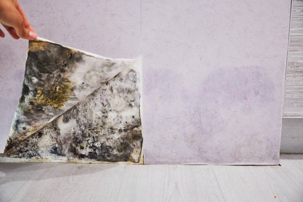 Best Black Mold Remediation in South Congaree, SC